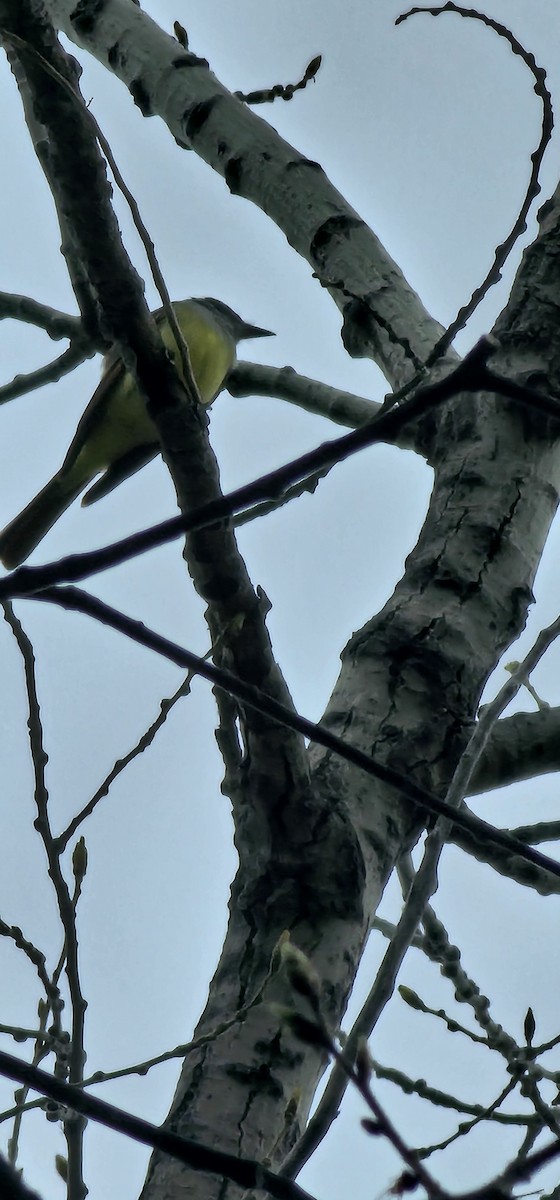 Great Crested Flycatcher - ML618379085