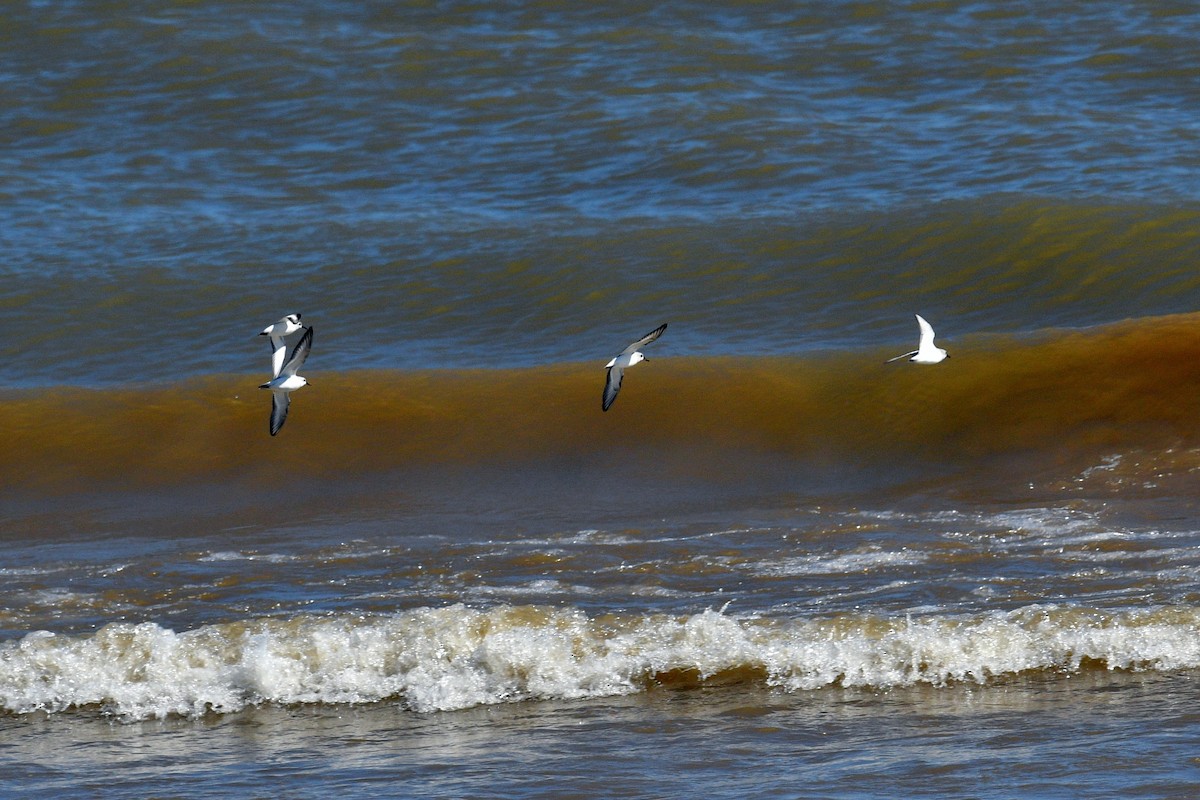 Sanderling - Joel Trick