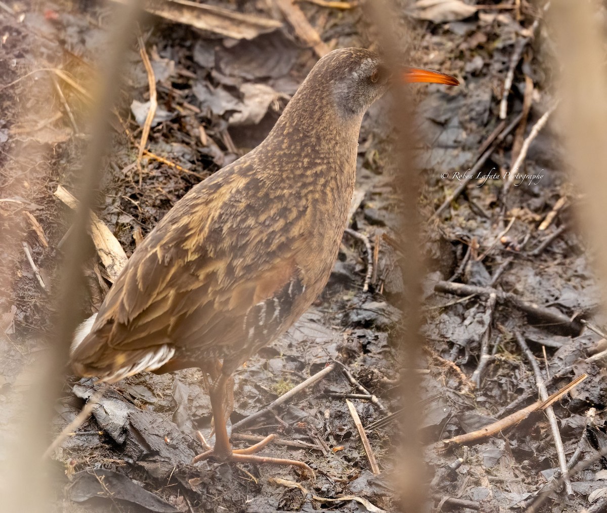 Virginia Rail - ML618379109