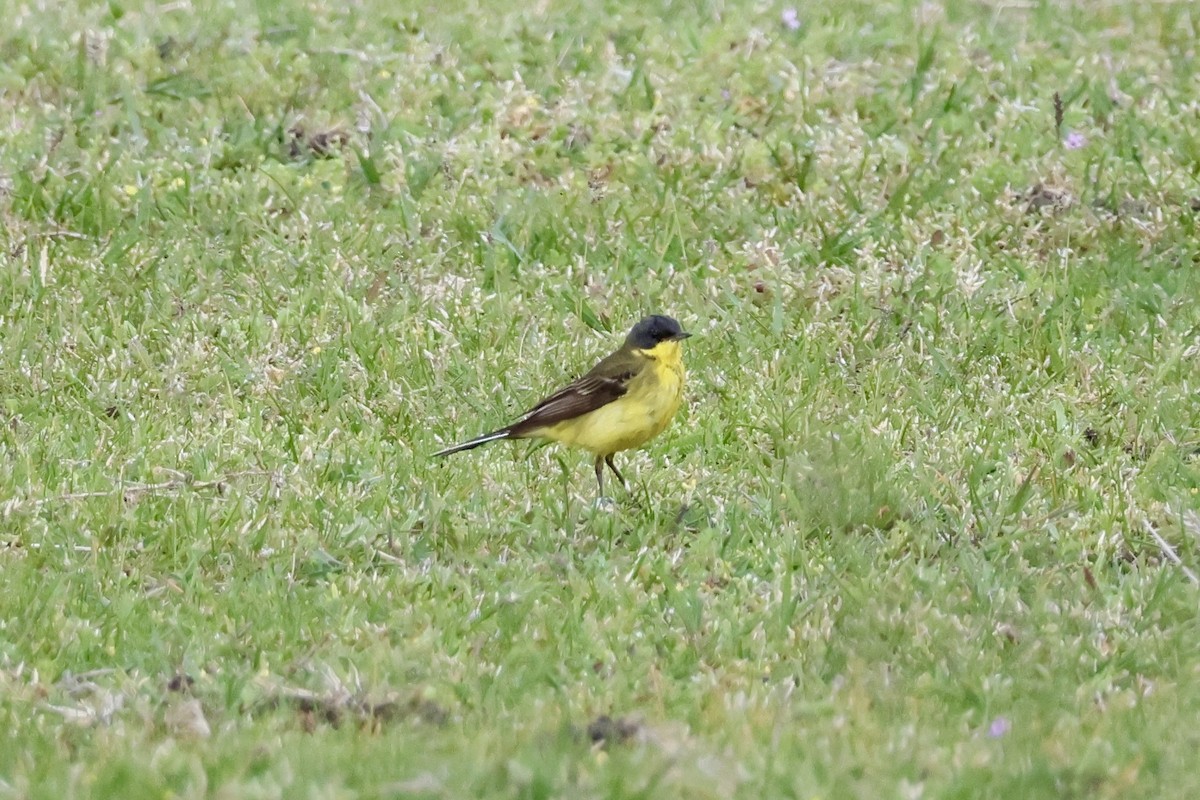 Western Yellow Wagtail (thunbergi) - ML618379112