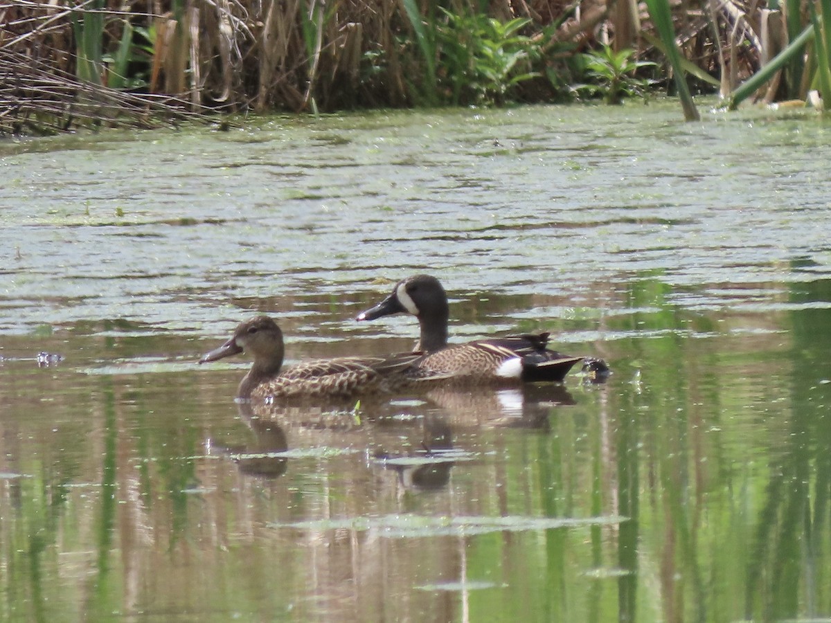 Blue-winged Teal - Ruben  Stoll