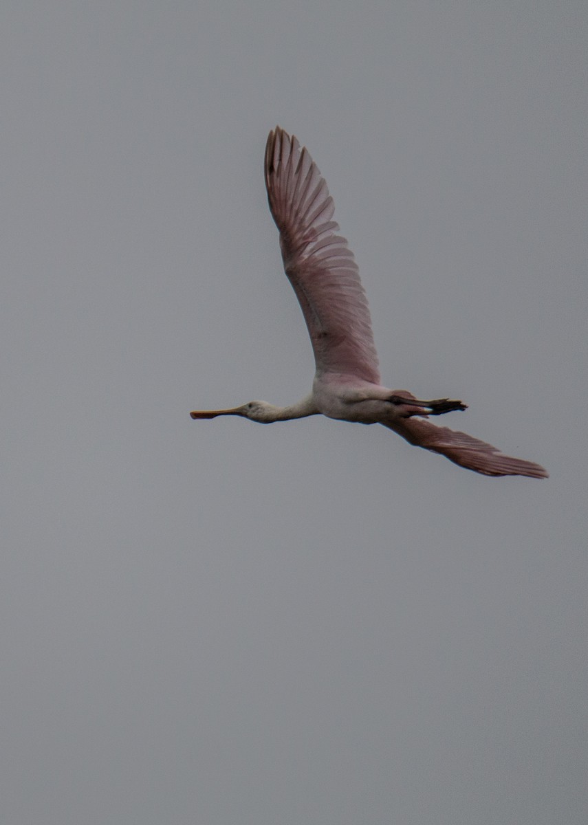 Roseate Spoonbill - Robert Oberfelder