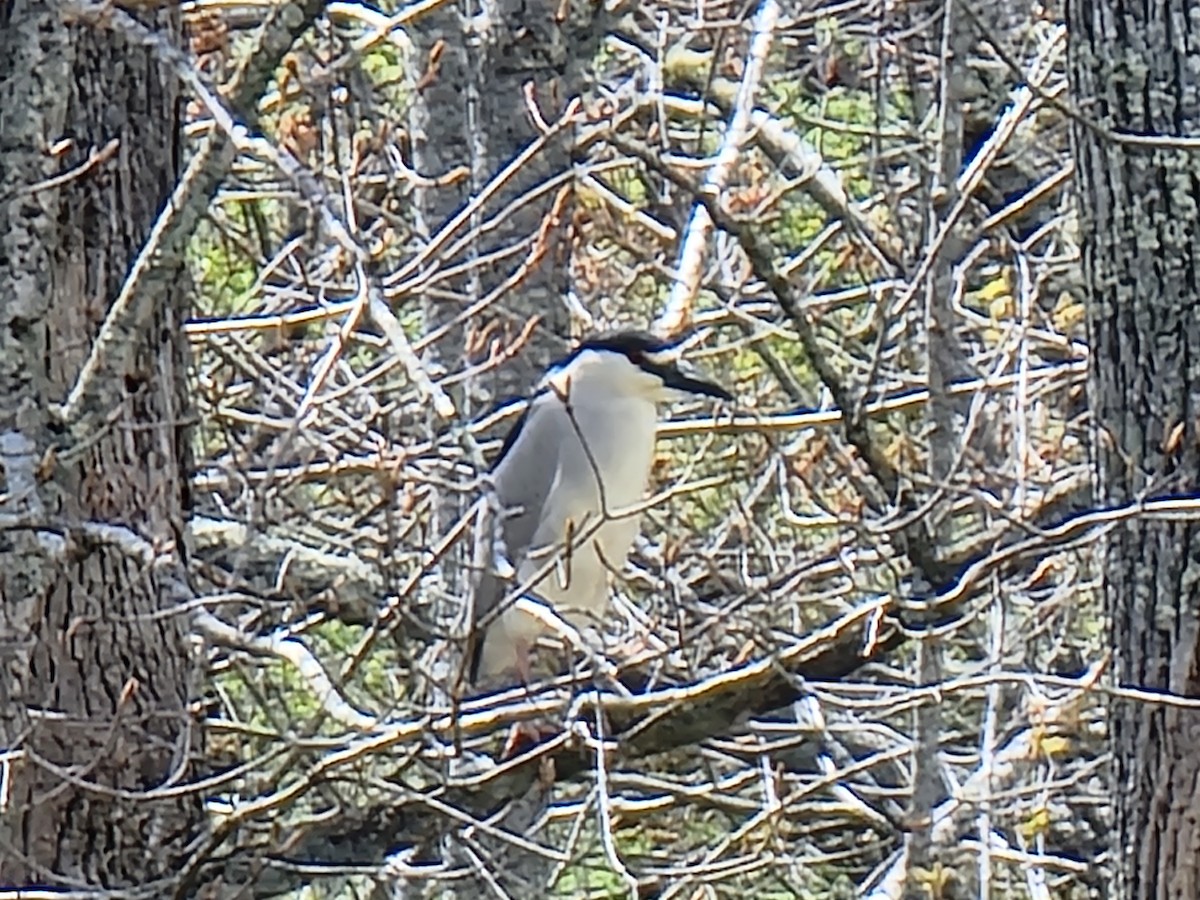 Black-crowned Night Heron - ML618379168