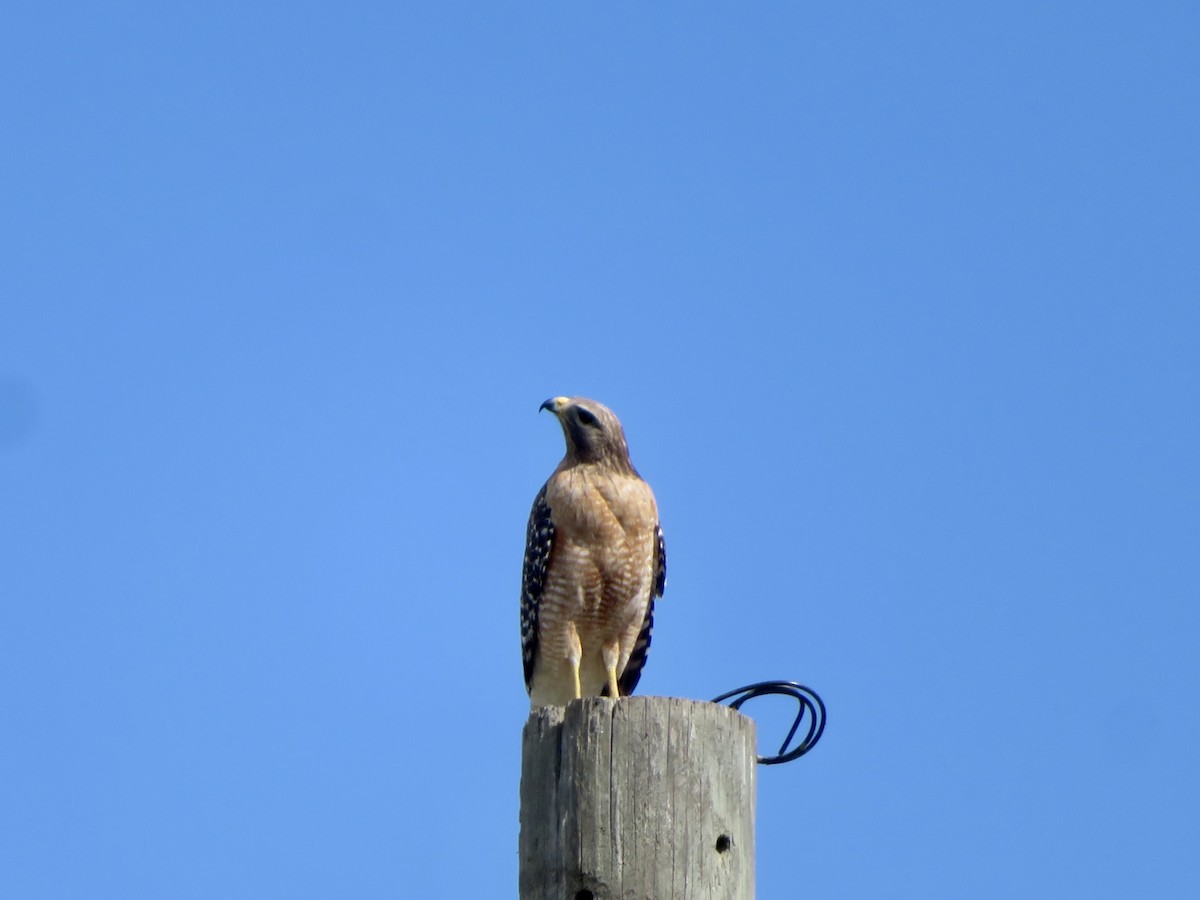 Red-shouldered Hawk - karl  schmidt