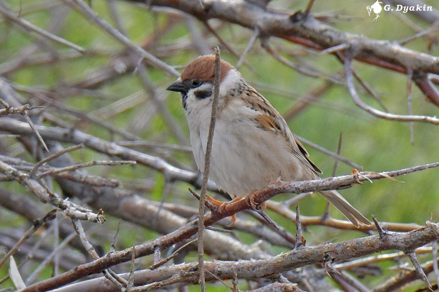 Eurasian Tree Sparrow - Gennadiy Dyakin
