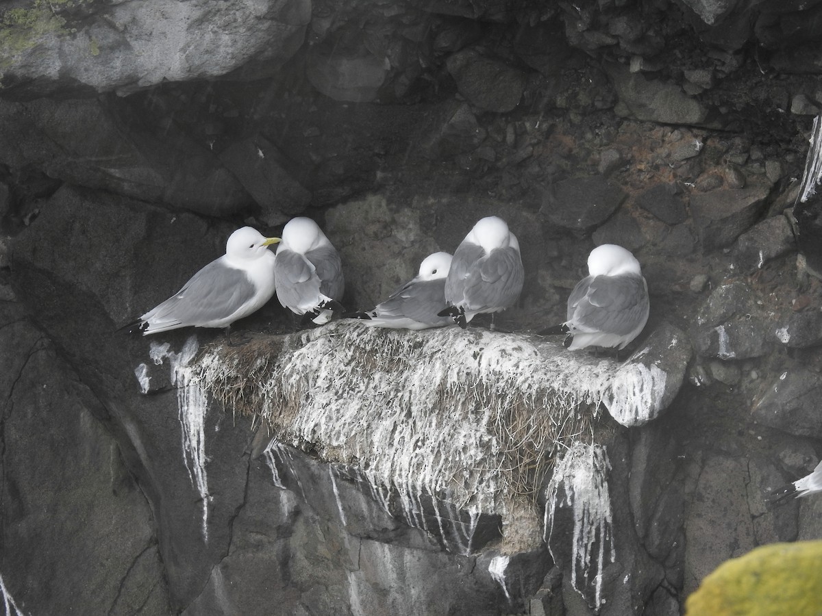 Black-legged Kittiwake - ML618379196