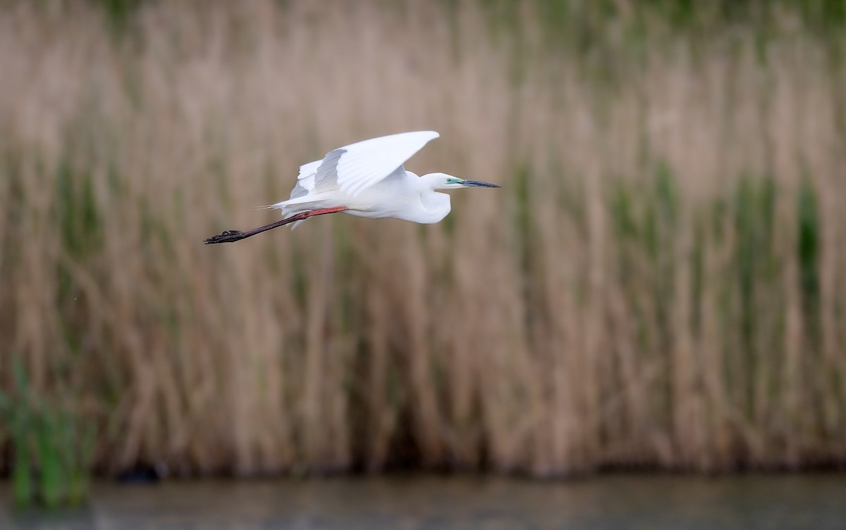 Great Egret - ML618379197