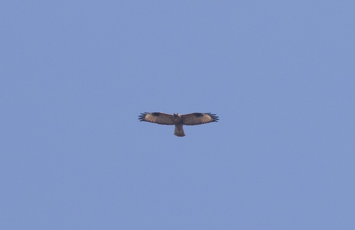 Himalayan Buzzard - ML618379212