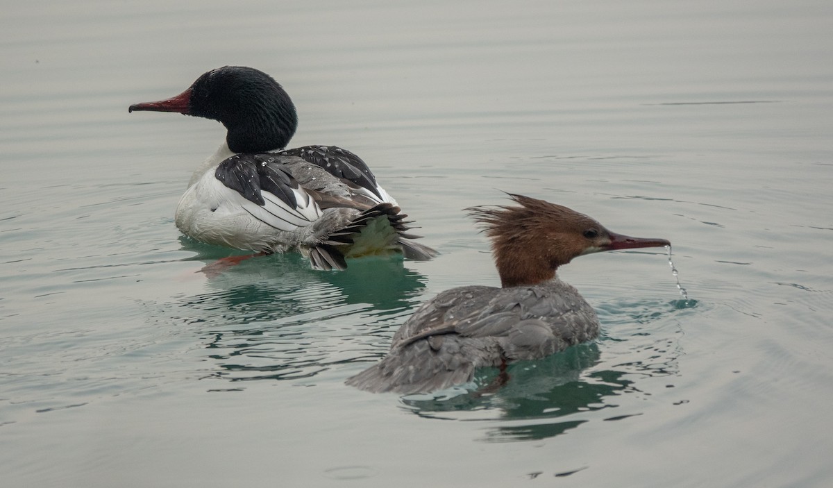 Common Merganser - ML618379224