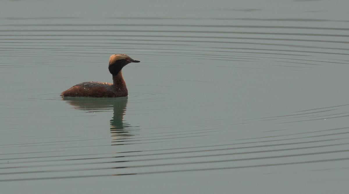 Horned Grebe - ML618379232