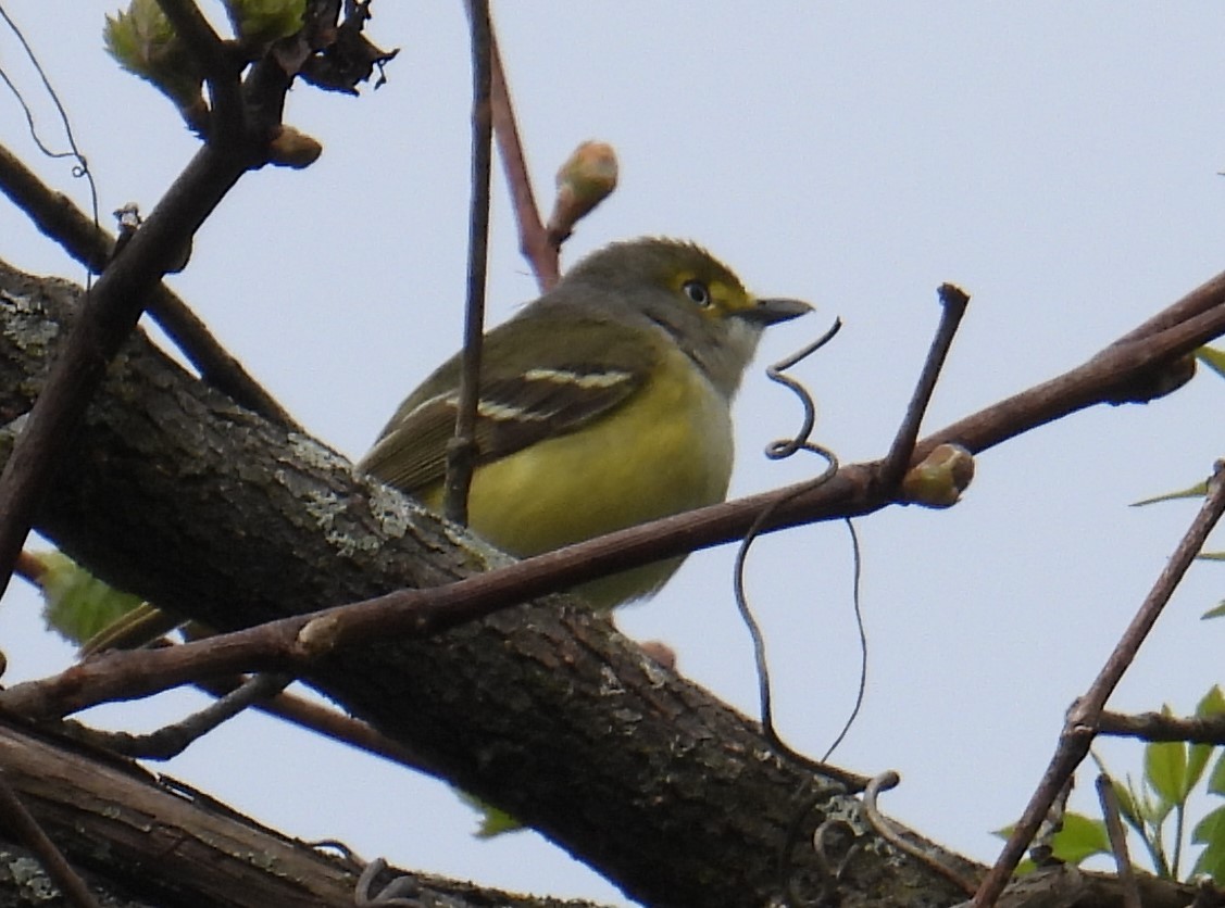 White-eyed Vireo - Rosemary Joslin