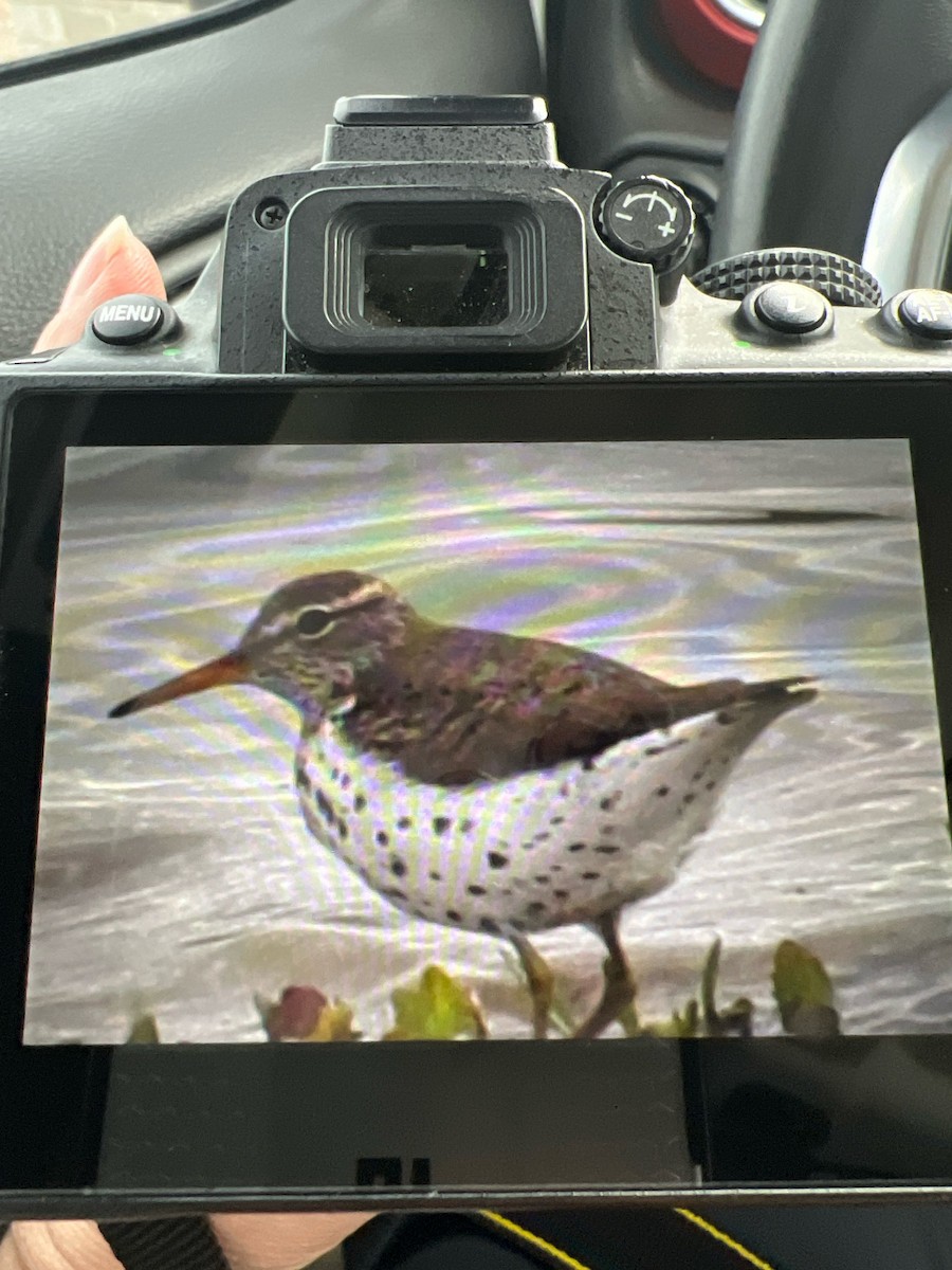 Spotted Sandpiper - ML618379241