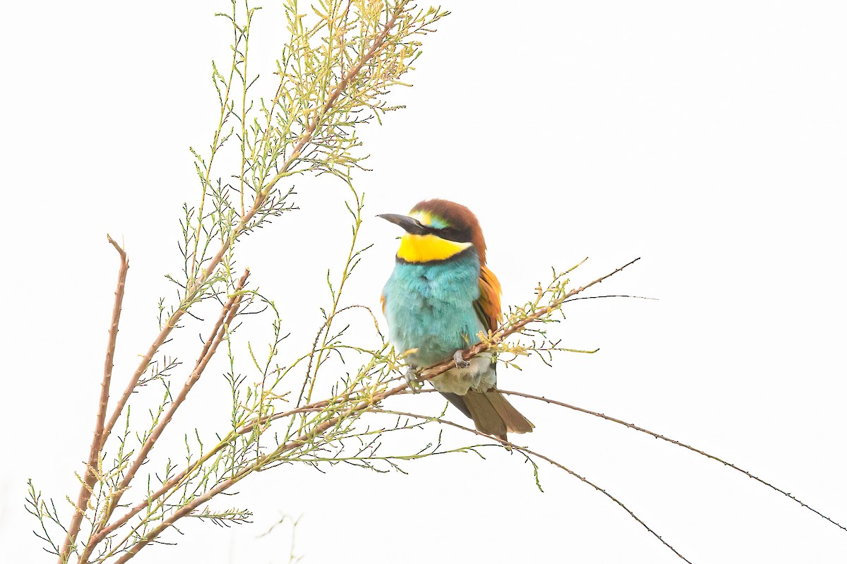 European Bee-eater - Mac Aragon