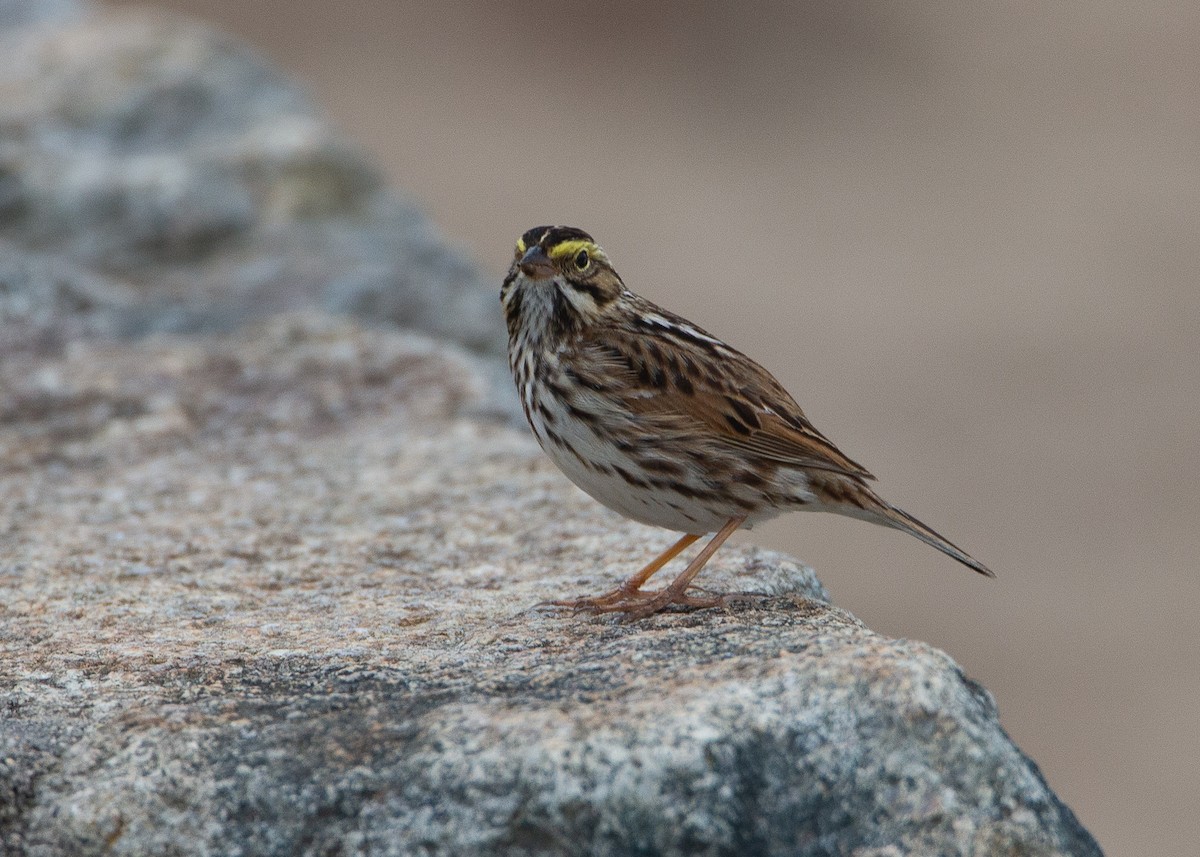 Savannah Sparrow - ML618379251