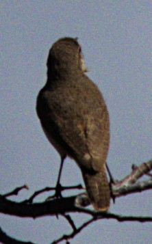 Rock Wren - ML618379261