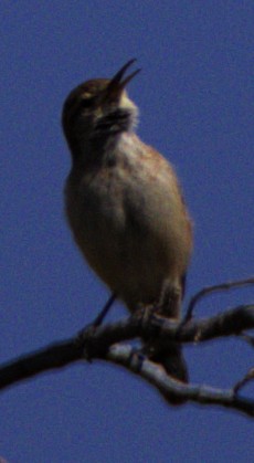 Rock Wren - ML618379263