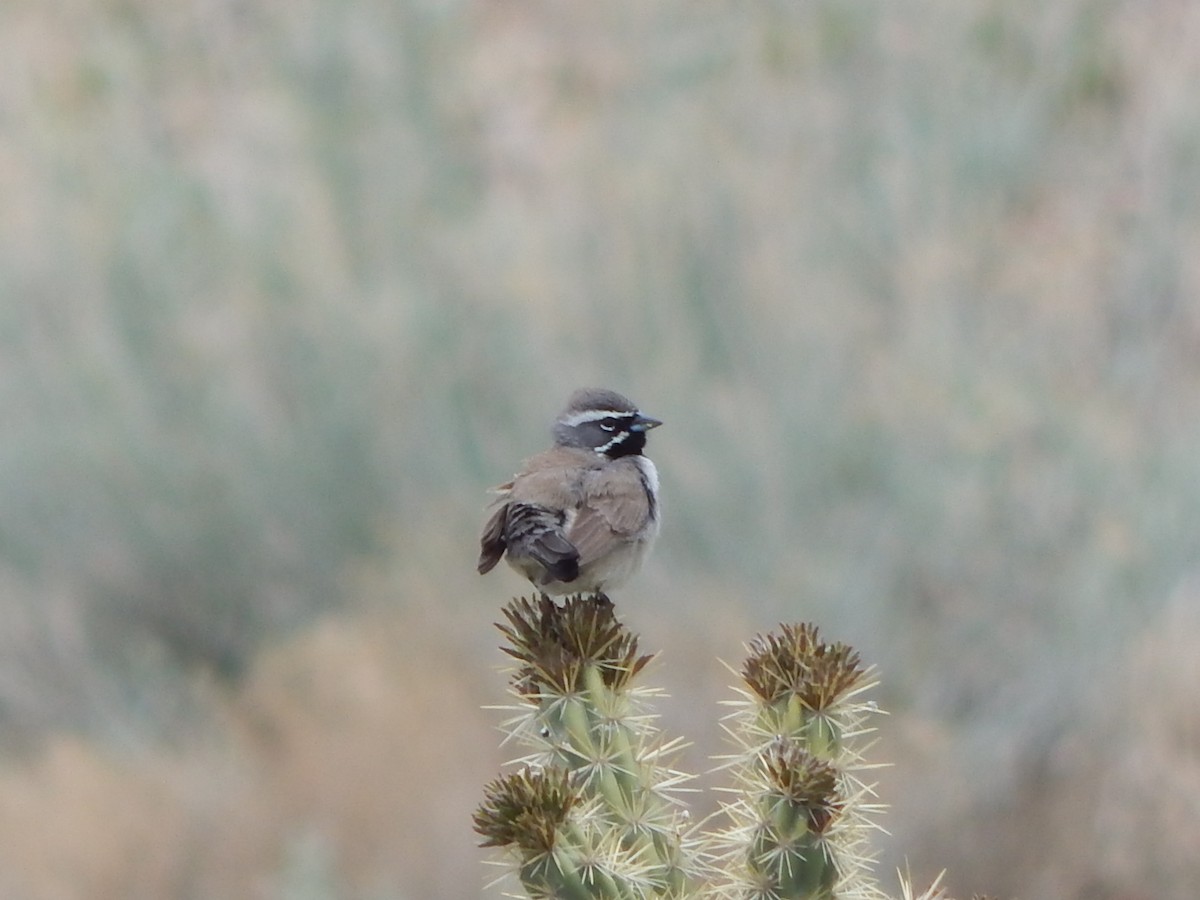 Black-throated Sparrow - ML618379268