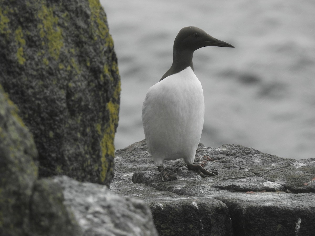 Common Murre - Luca Forneris