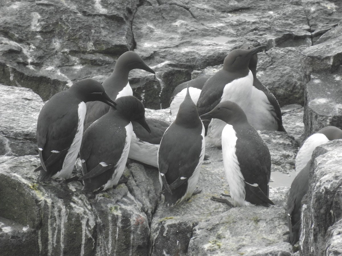 Common Murre - Luca Forneris