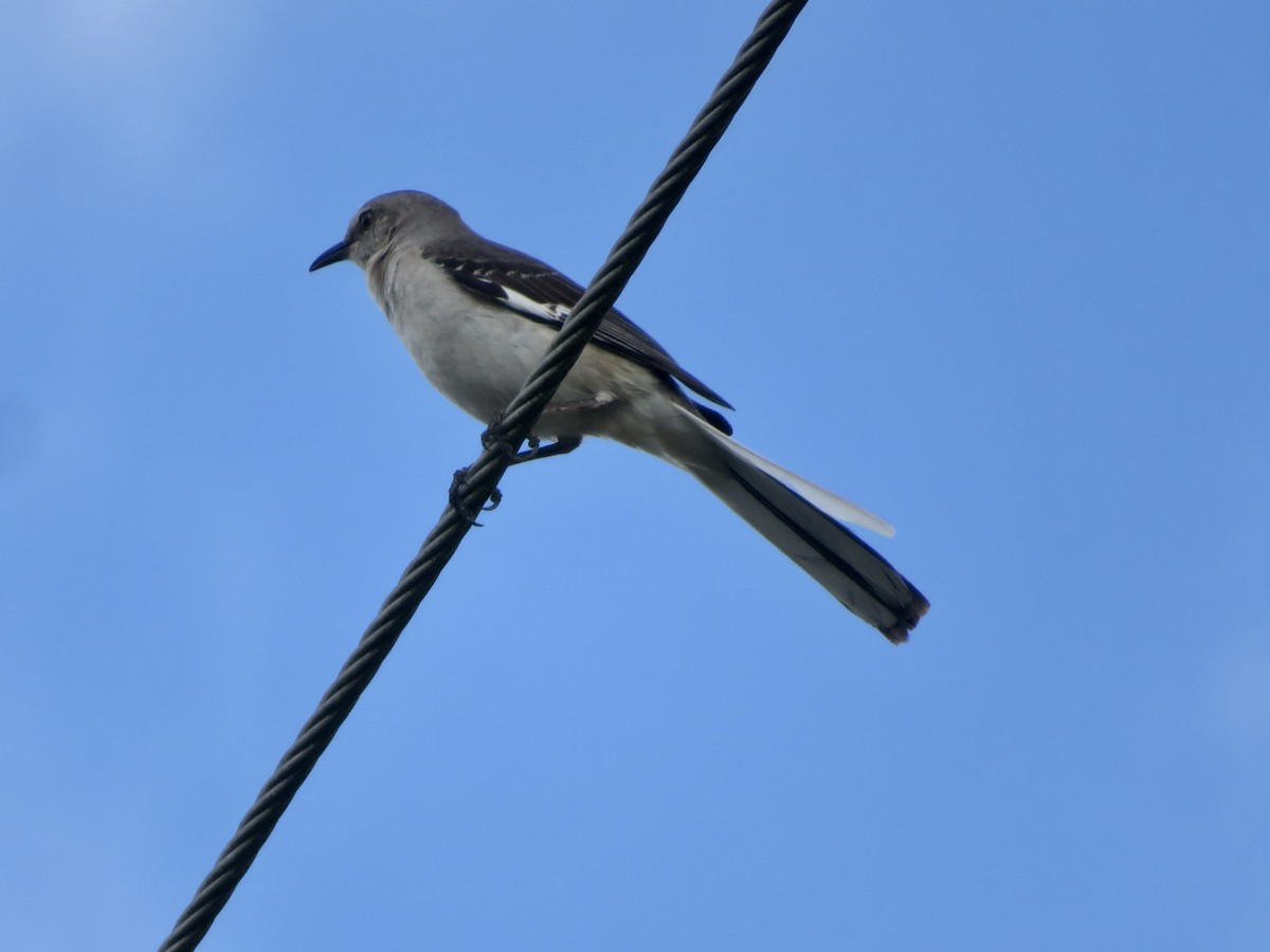 Northern Mockingbird - ML618379283