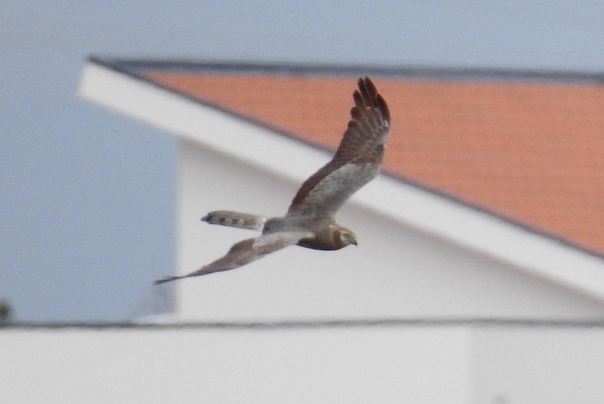 Montagu's Harrier - ML618379286