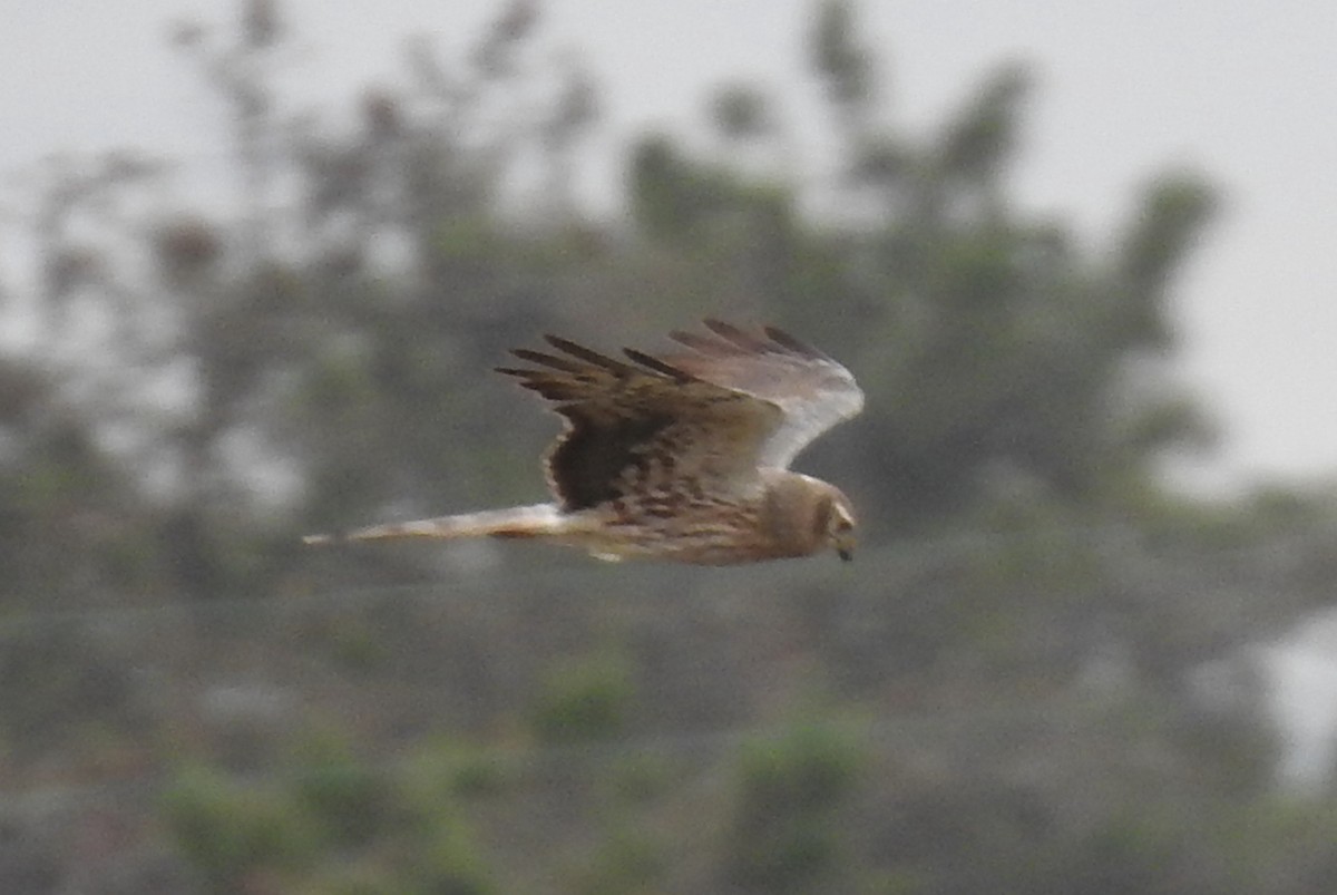 Montagu's Harrier - ML618379288