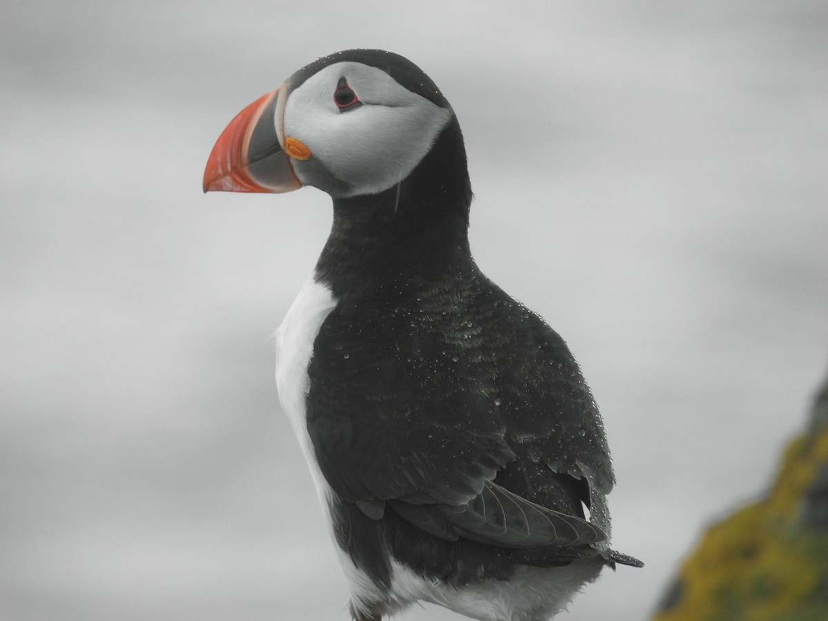 Atlantic Puffin - Luca Forneris