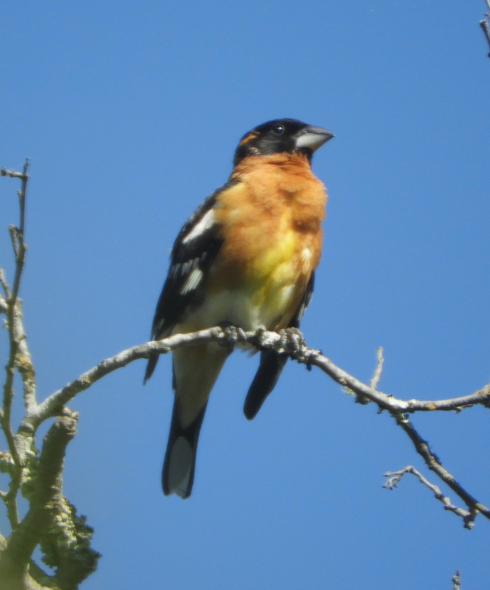 Black-headed Grosbeak - ML618379308