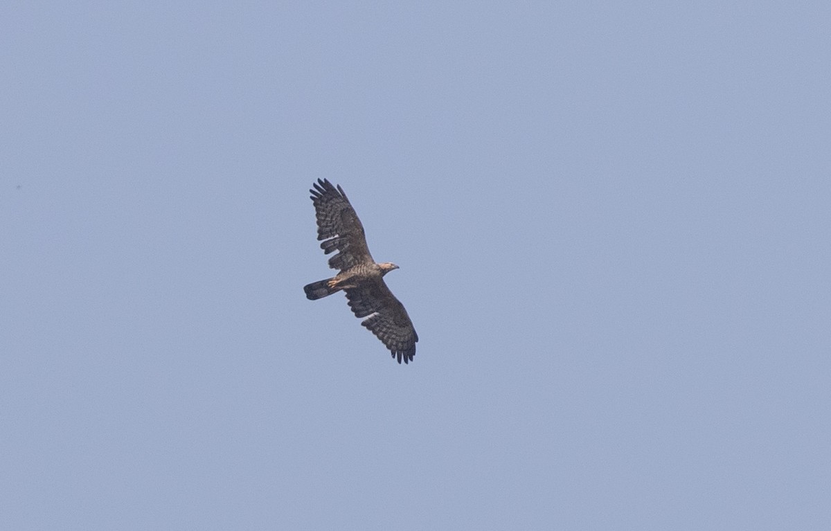 Oriental Honey-buzzard - ML618379312