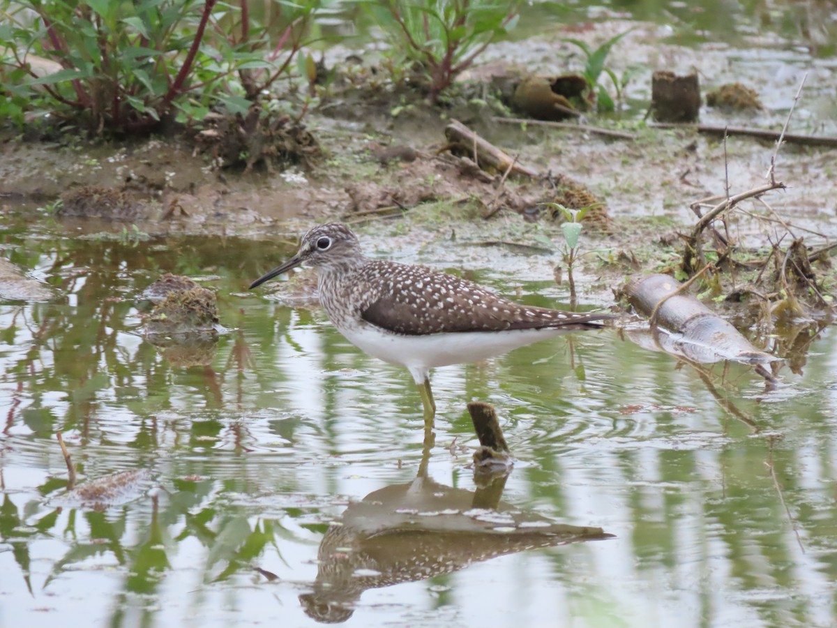 Solitary Sandpiper - ML618379343