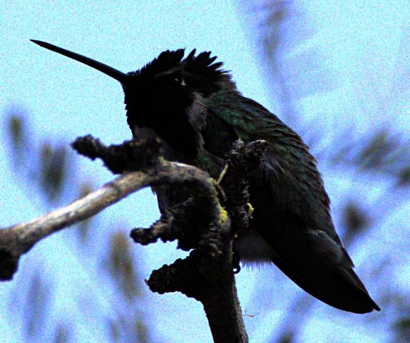 Colibrí de Costa - ML618379347