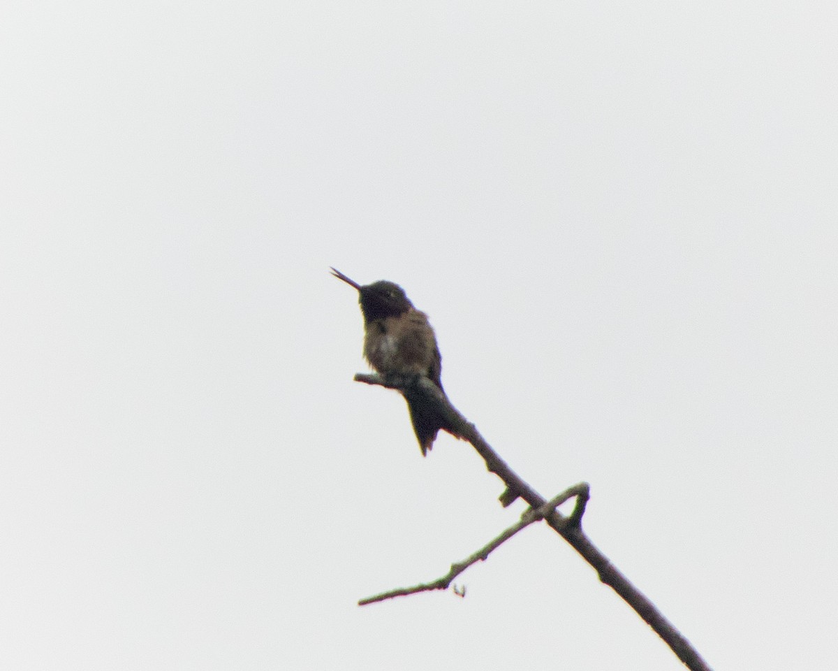 Ruby-throated Hummingbird - Manny Dominguez