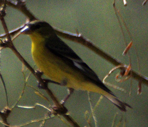 Lesser Goldfinch - ML618379375