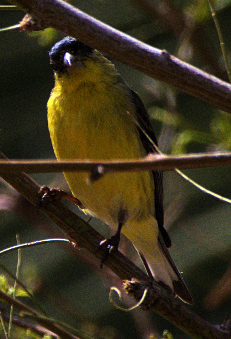 Lesser Goldfinch - ML618379376