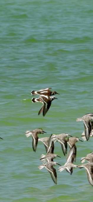 Ruddy Turnstone - ML618379382