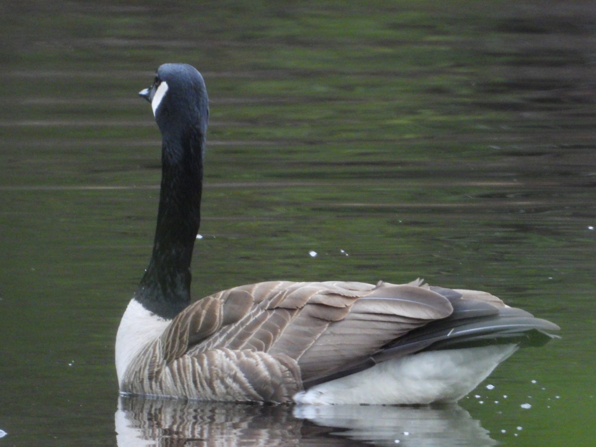 Canada Goose - Denis Provencher COHL