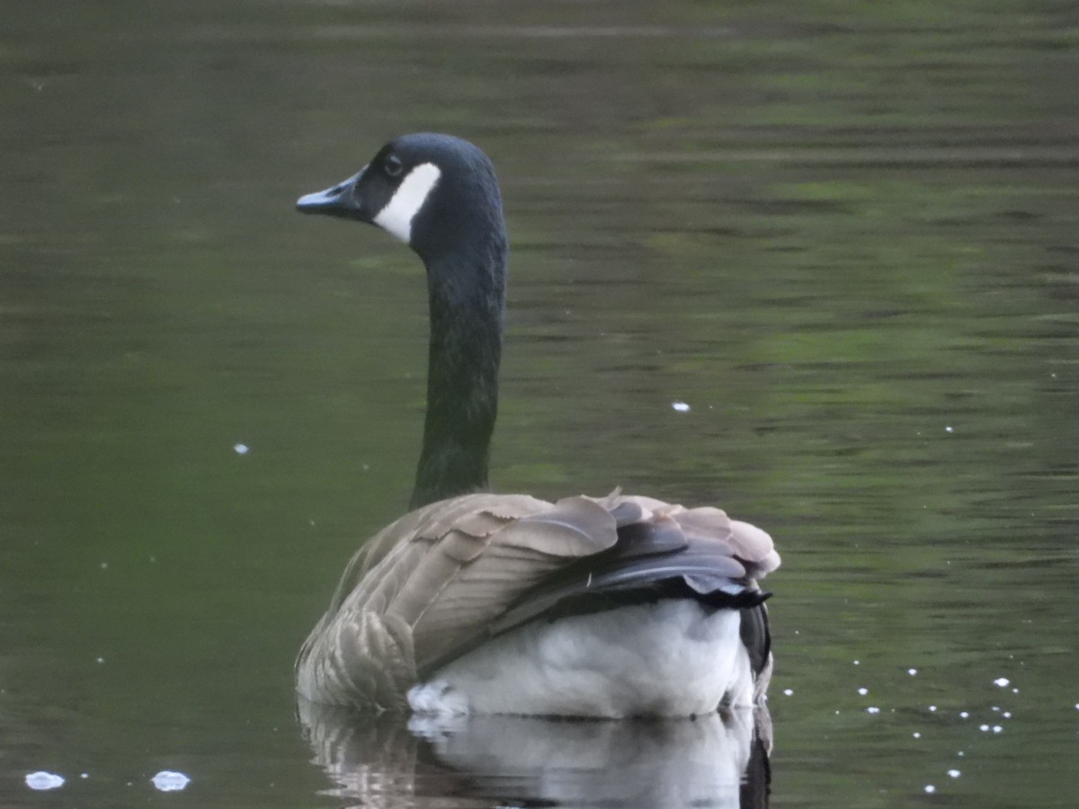 Canada Goose - Denis Provencher COHL