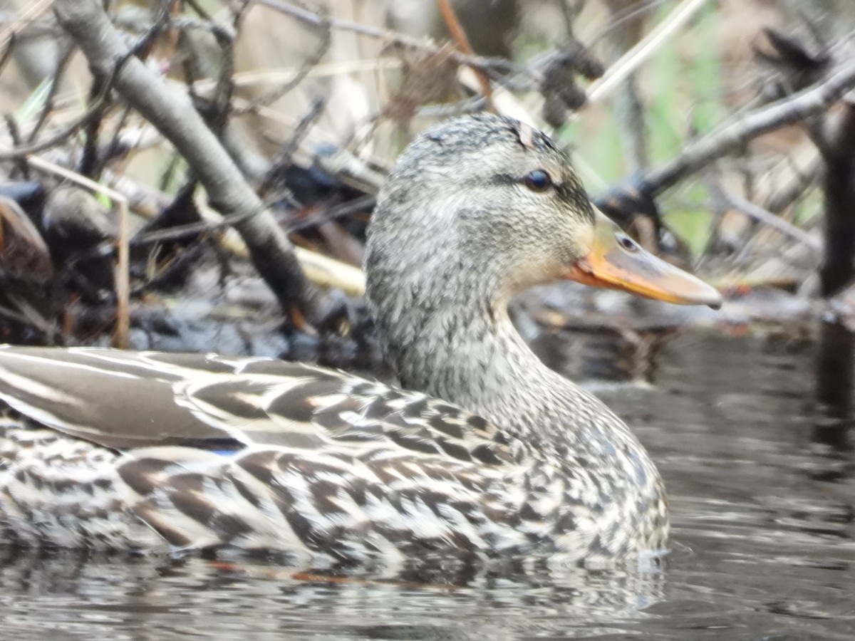 Canard colvert - ML618379401