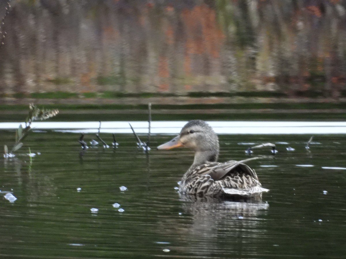 Canard colvert - ML618379402