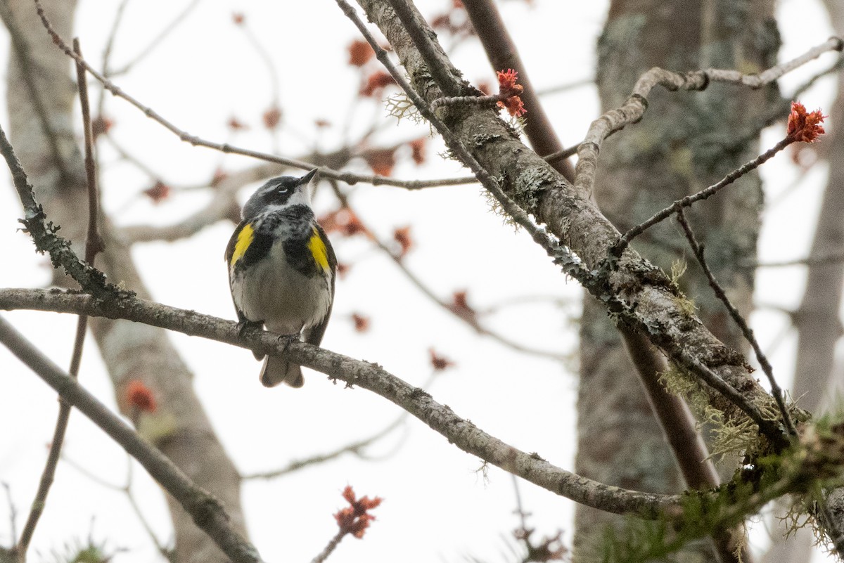 Yellow-rumped Warbler - Francois Dubois