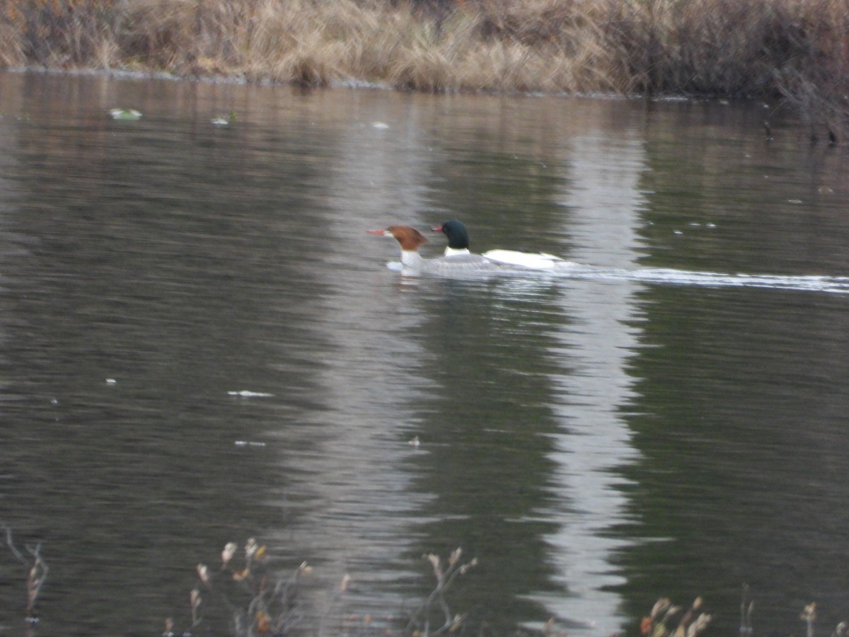 Common Merganser - Denis Provencher COHL