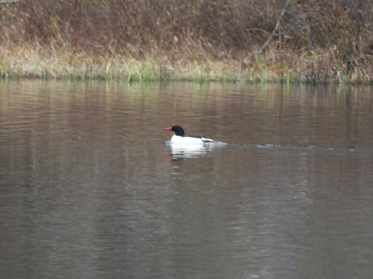 Common Merganser - ML618379447