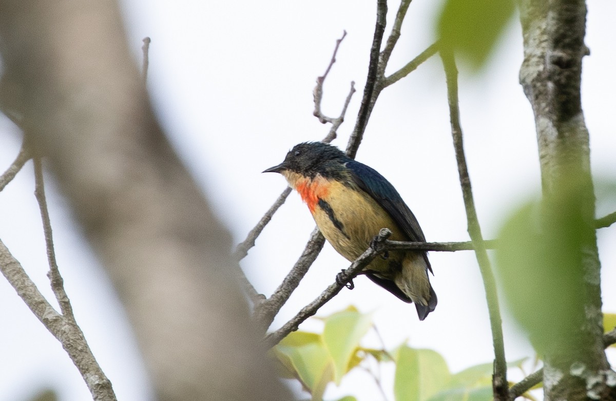 Fire-breasted Flowerpecker - Daniel Gornall