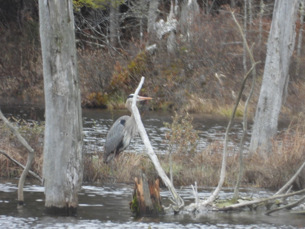 Great Blue Heron - ML618379460