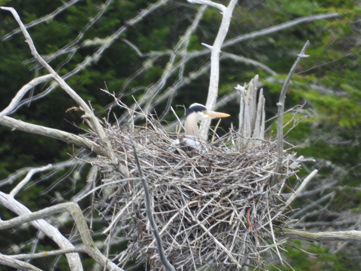 Great Blue Heron - ML618379464