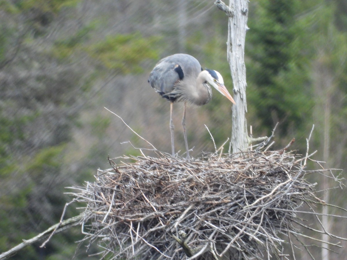 Great Blue Heron - ML618379472