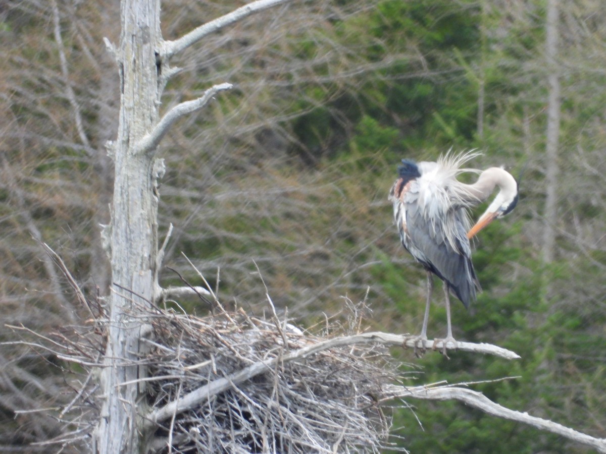 Great Blue Heron - ML618379474