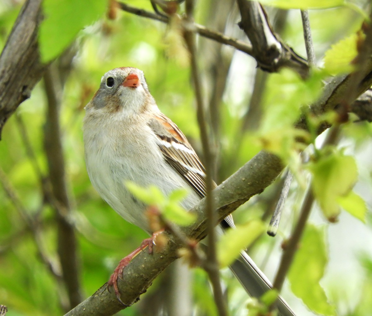 Field Sparrow - Becky Kitto