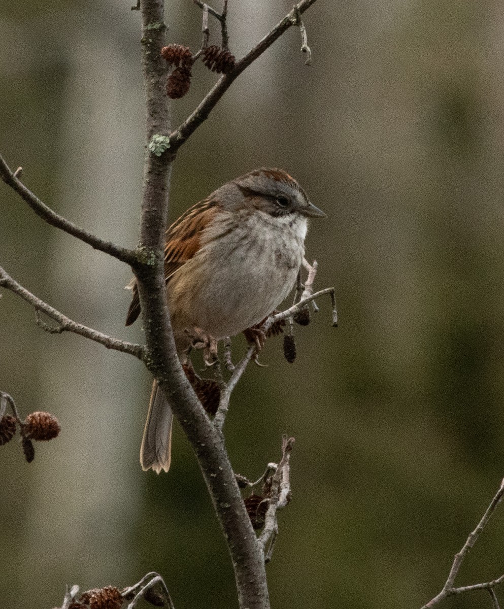 Swamp Sparrow - ML618379480