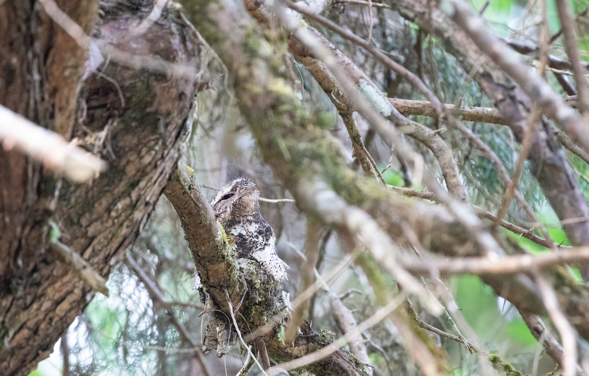 Hodgson's Frogmouth - Daniel Gornall